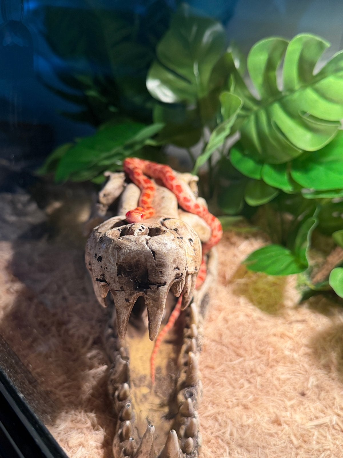 2 baby rattenslangen te koop, Dieren en Toebehoren, Met terrarium