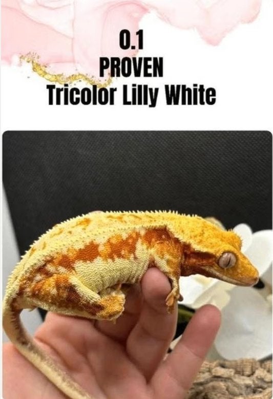 Proven vrouwelijke Crested Gecko(Tricolor Lilly White), Animaux & Accessoires, Reptiles & Amphibiens, Lézard, Domestique, 3 à 6 ans