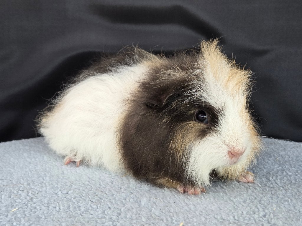 Lieve Ch Teddy cavia beertjes beschikbaar, Dieren en Toebehoren, Cavia, Augustus, Mannelijk, Tam