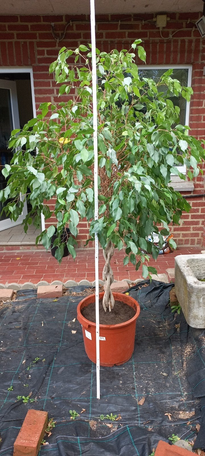Ficus 180cm, Jardin & Terrasse, Enlèvement, 100 à 250 cm