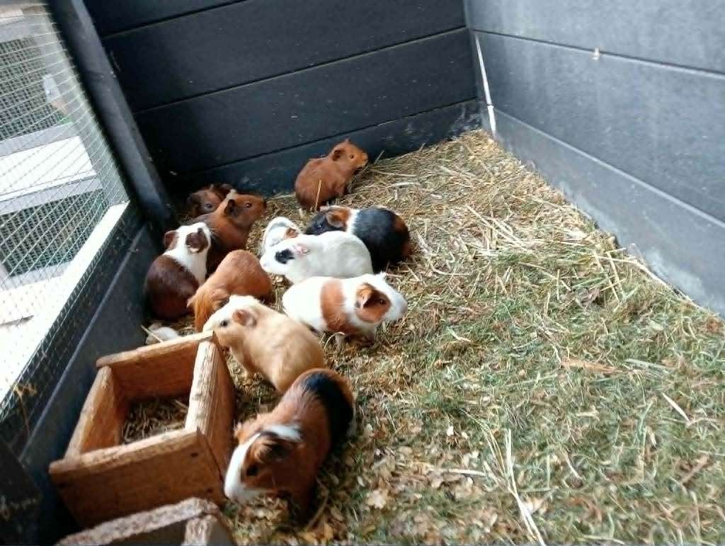 Jonge cavia zeugjes en beertjes, Dieren en Toebehoren, Knaagdieren, Meerdere dieren, Cavia, Mei, Tam