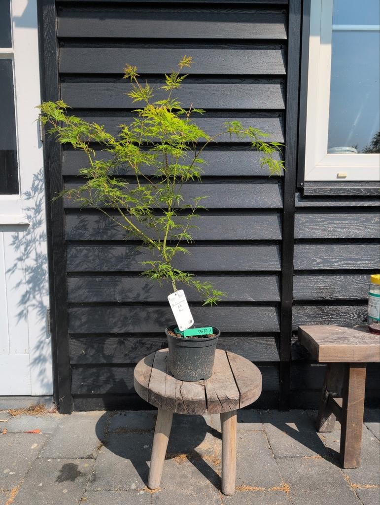 Acer palmatum Seiryu Japanse esdoorn. Diverse maten, Enlèvement, Été