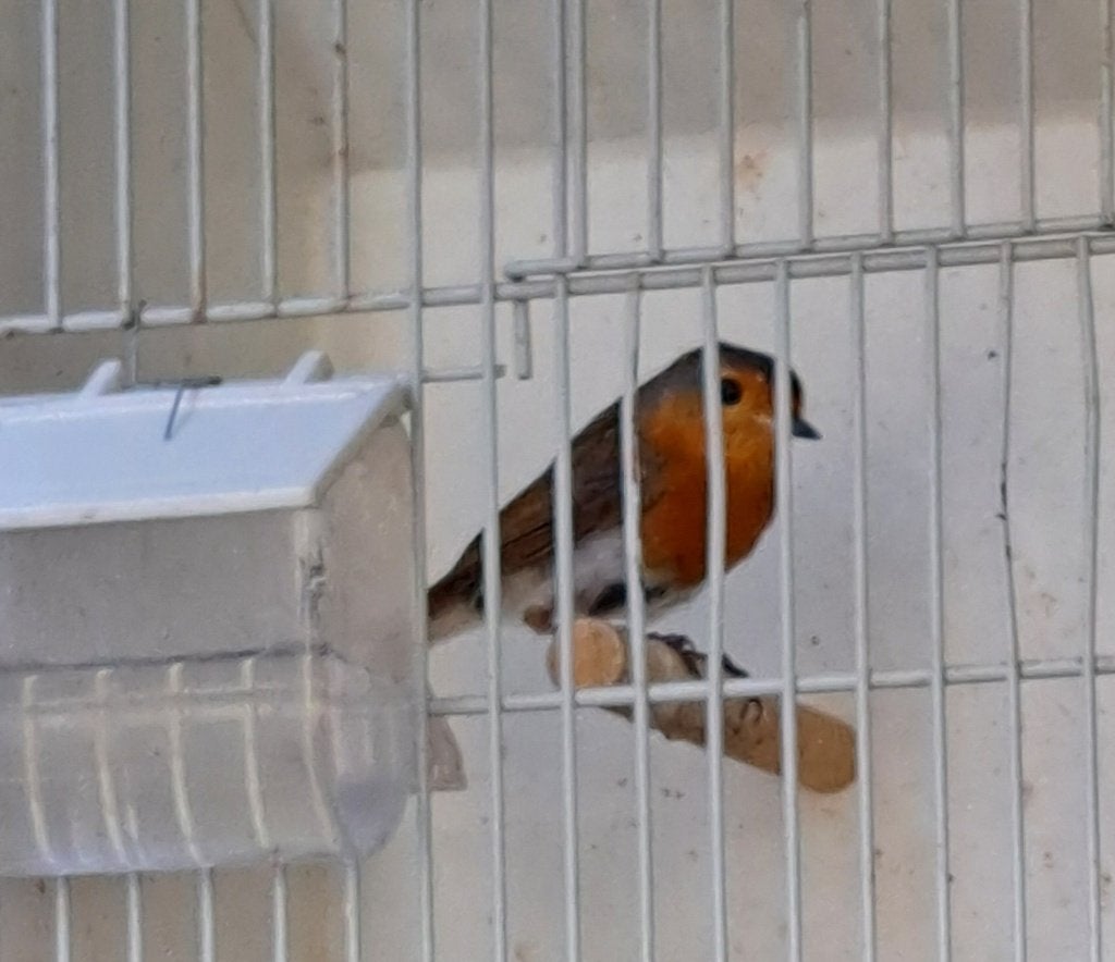 Roodborst, Animaux & Accessoires, Oiseaux | Oiseaux Autre, Mâle, Oiseau chanteur sauvage, Bagué