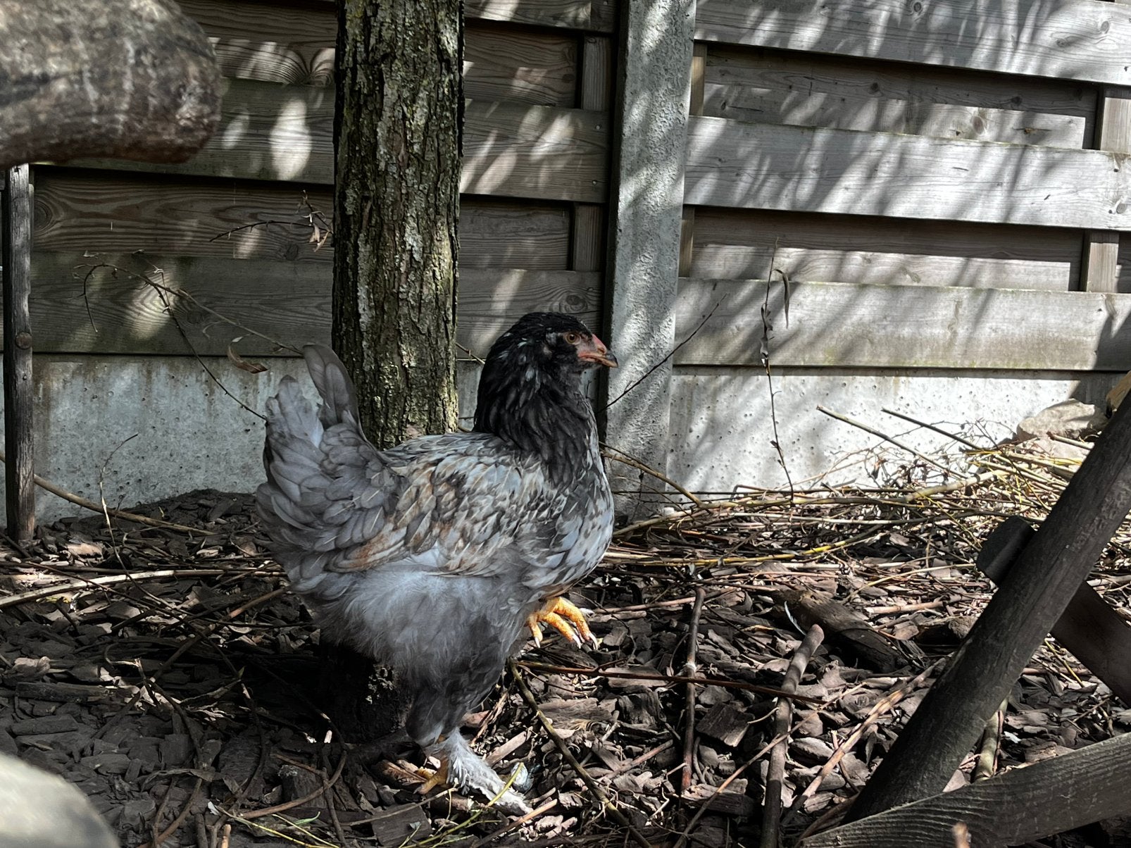 Jonge brahma hen, Dieren en Toebehoren