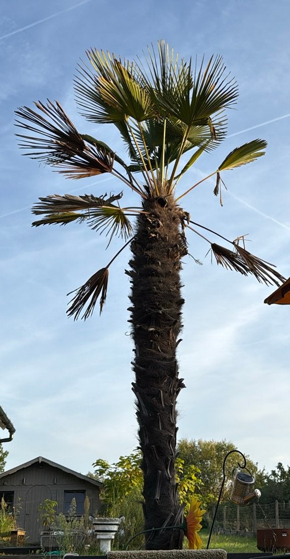 Palmboom, Tuin en Terras, Ophalen, Palmboom, 100 tot 250 cm