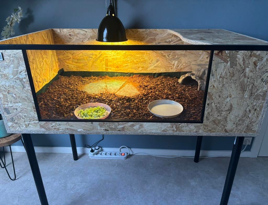 vierteenlandschildpad/ osb terrarium met toebehoren, Dieren en Toebehoren, Ophalen, Zo goed als nieuw, Terrarium of Paludarium