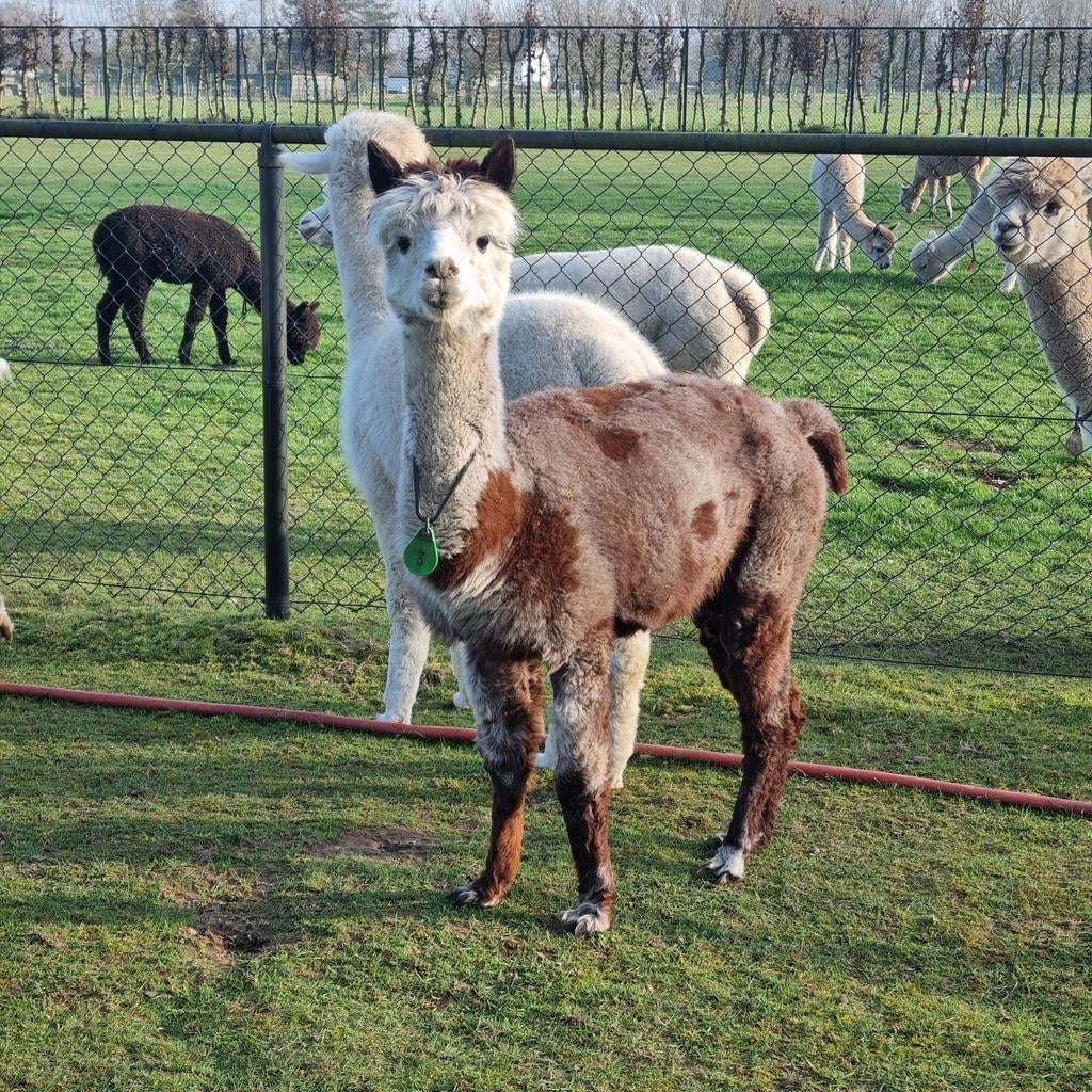 Alpaca merrie 4 jaar, September, Vrouwelijk