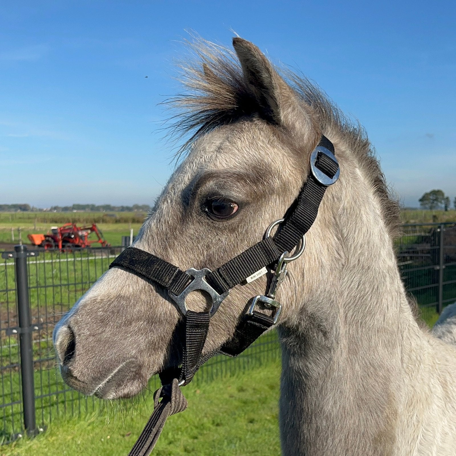 Best bewegend welsh A hengstveulen, Met stamboom, Niet van toepassing, 0 tot 2 jaar, Hengst
