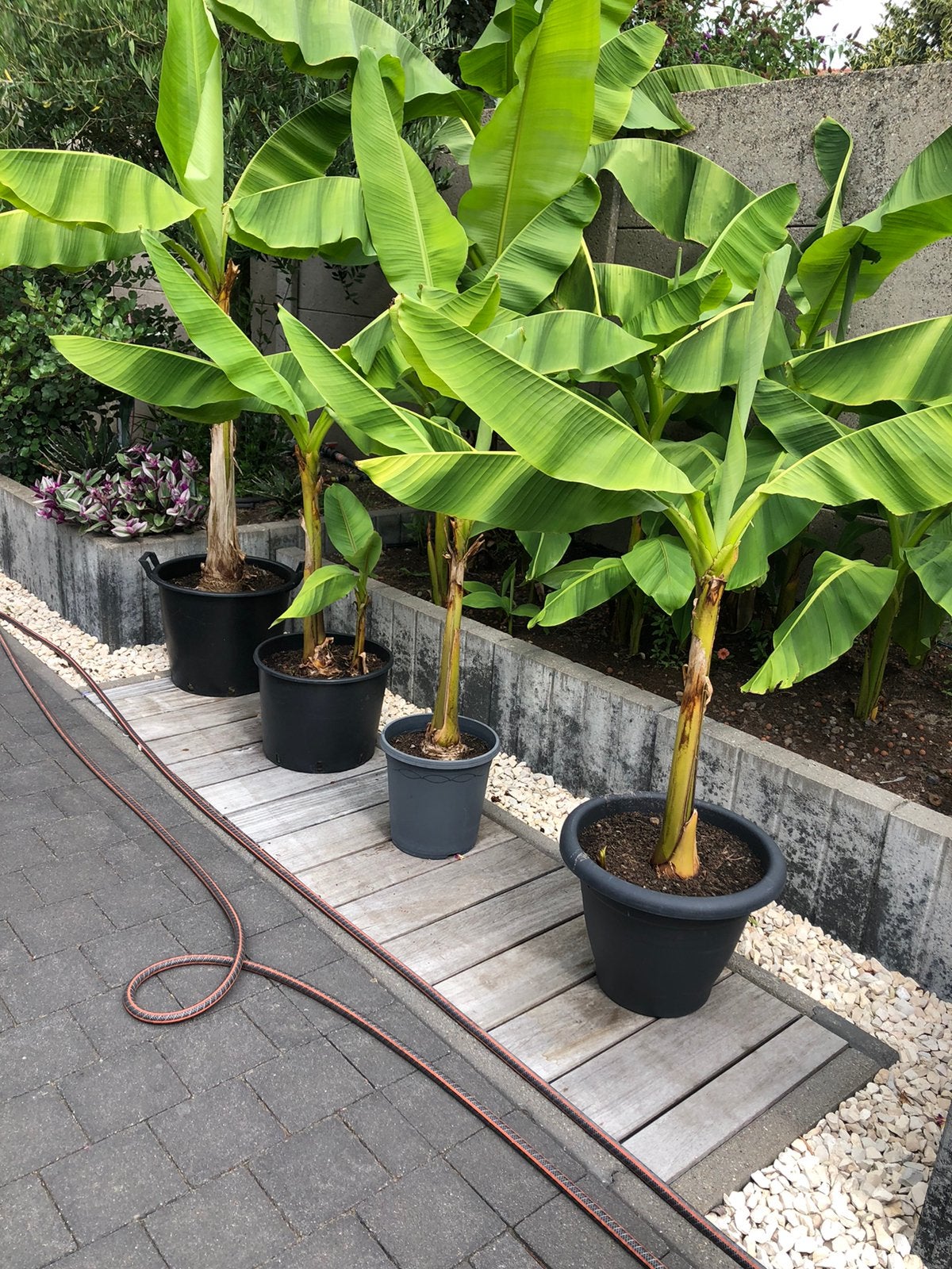 Bananenplant musa basjo, Jardin & Terrasse, Enlèvement