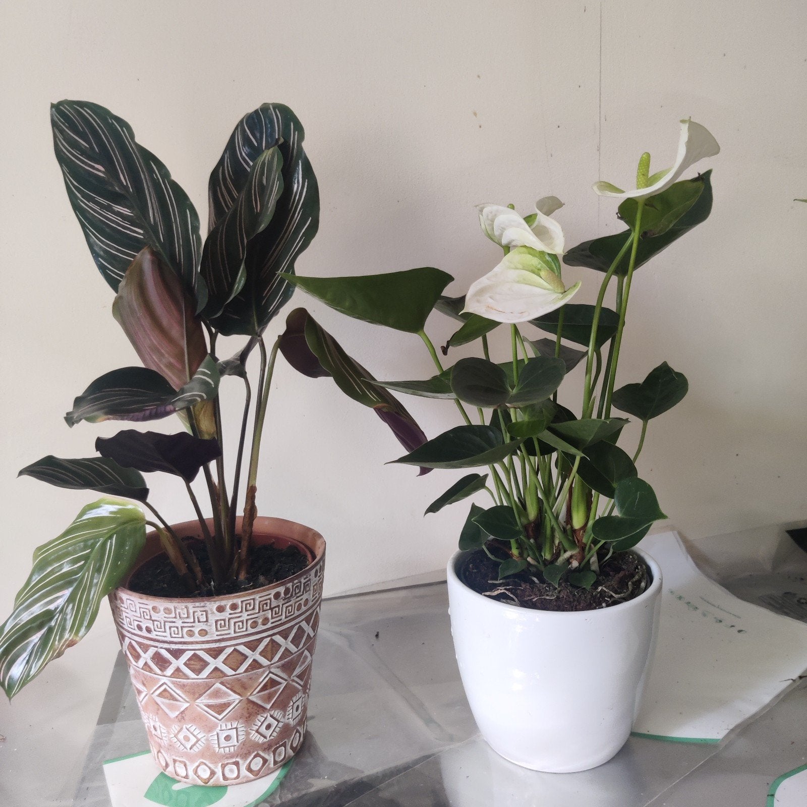 Lot de 5 plantes d'intérieur, En pot