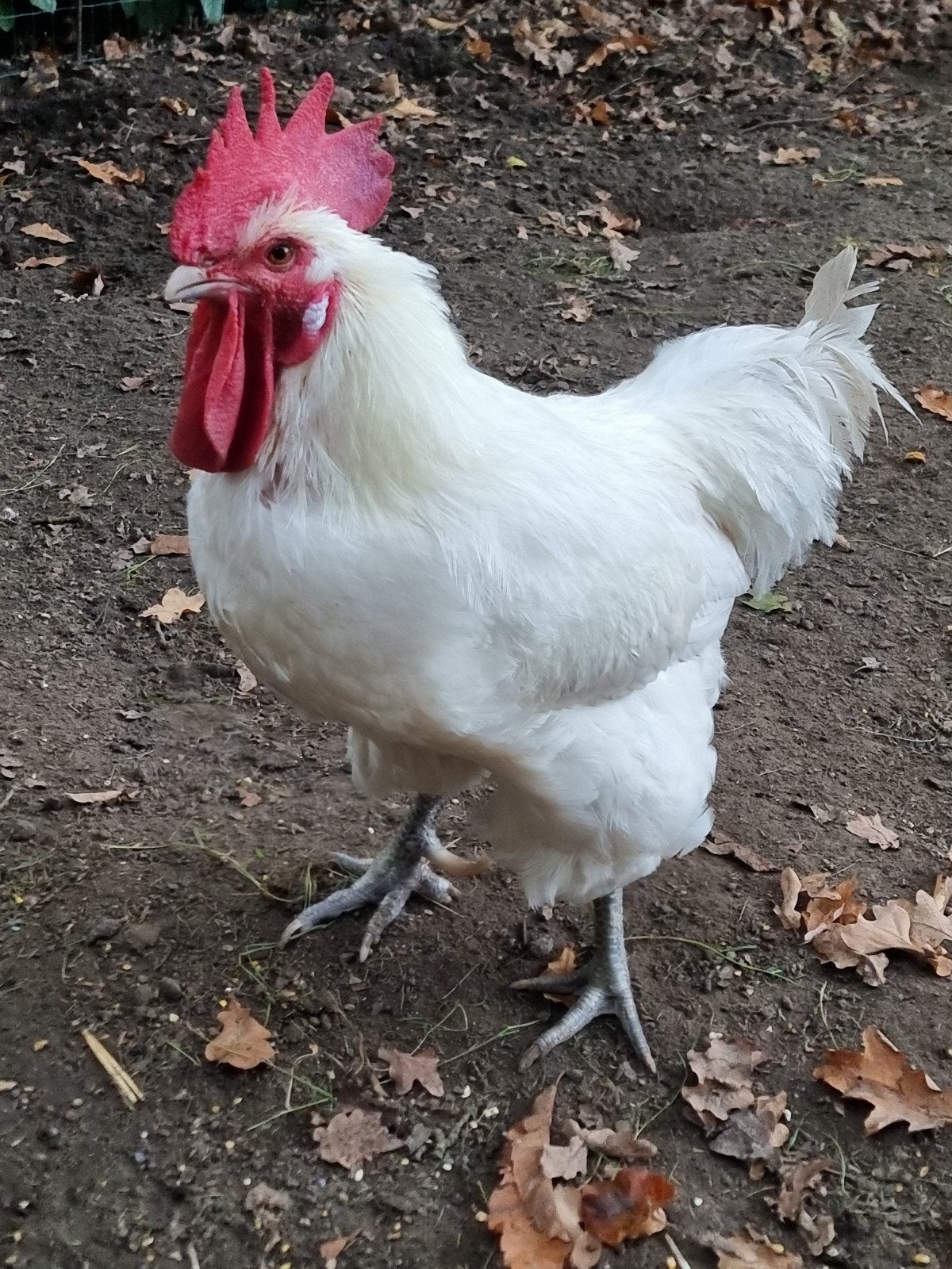 Poule de Bresse haan met twee hennen en twee bruine legkippe, Dieren en Toebehoren, Meerdere dieren, Kip