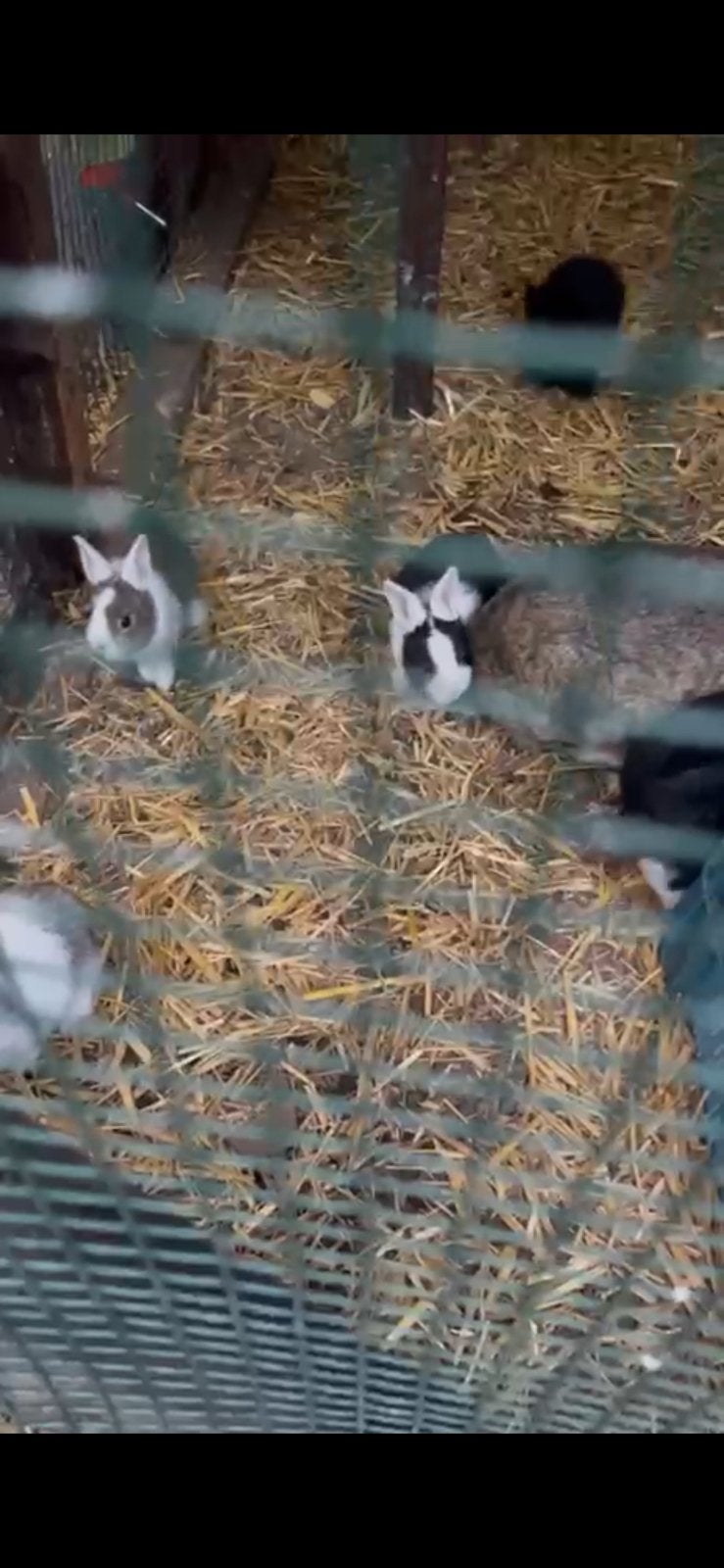 Te koop baby konijntjes, Sexe inconnu, Autres espèces
