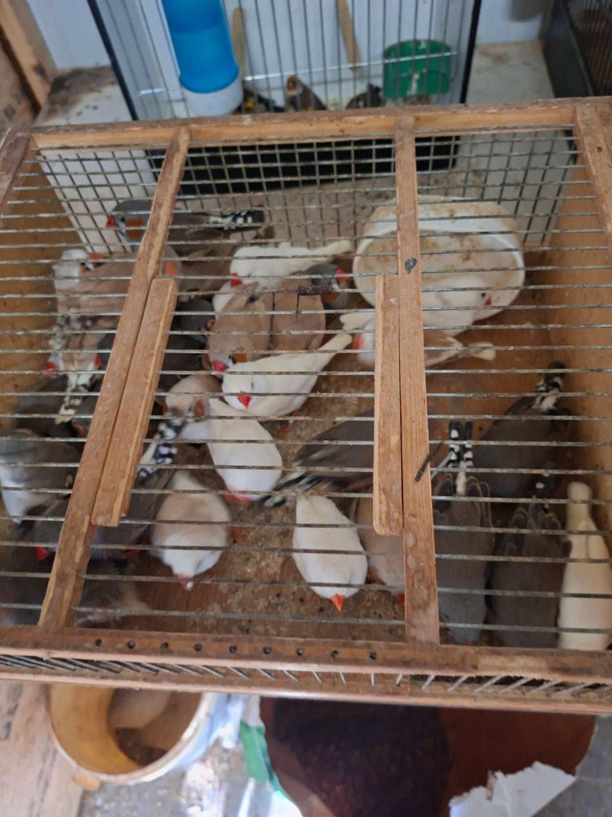 zebravinken, Dieren en Toebehoren, Ophalen