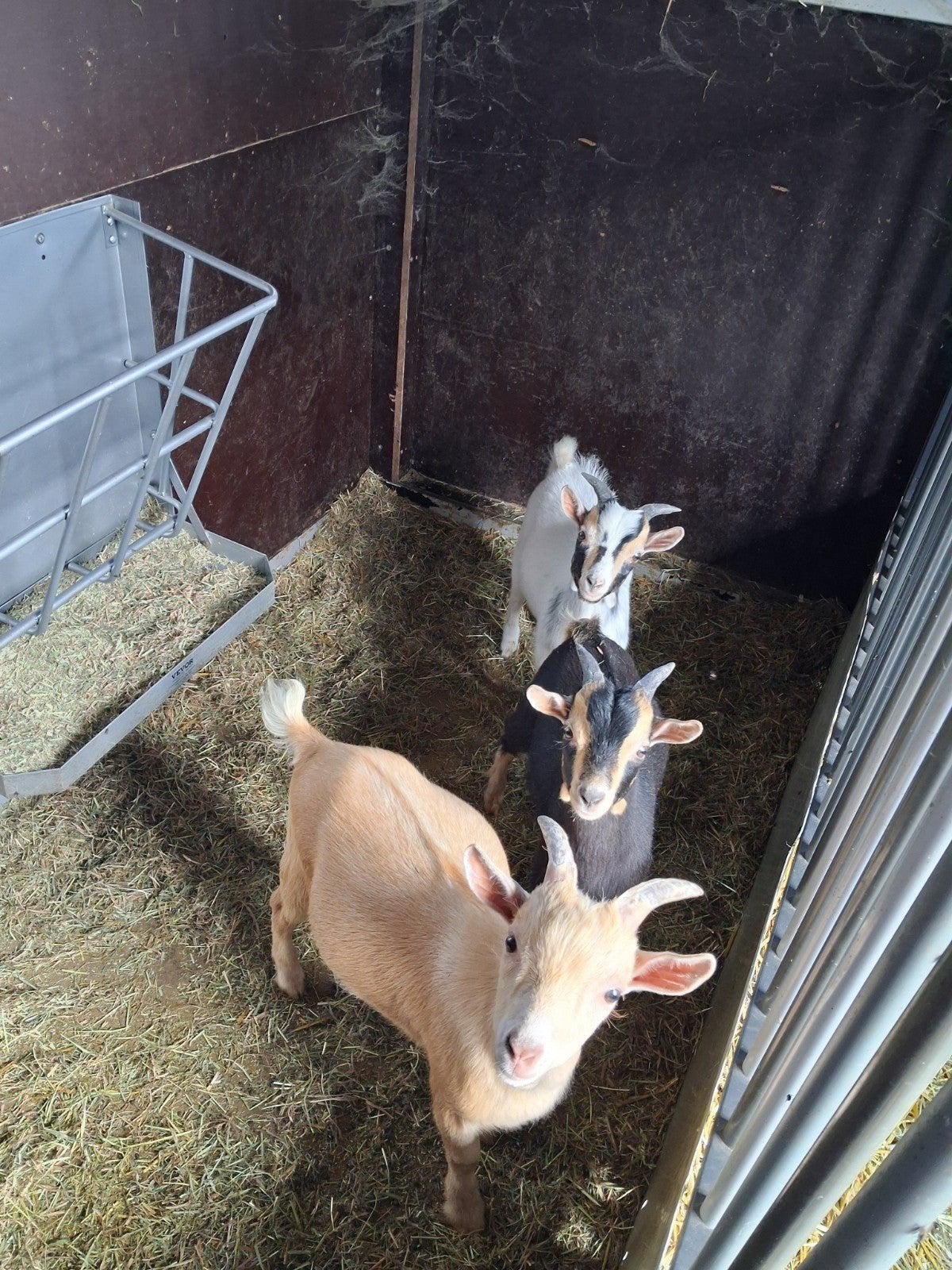 Geiten bokjes ., Dieren en Toebehoren, Schapen, Geiten en Varkens, Mannelijk, Geit, 0 tot 2 jaar
