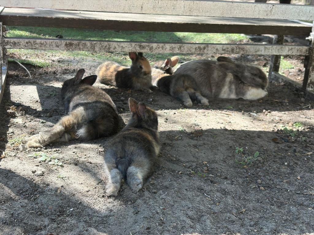 Lieve mini konijntjes zoeken warme thuis, Dieren en Toebehoren, Meerdere dieren, Dwerg, 0 tot 2 jaar