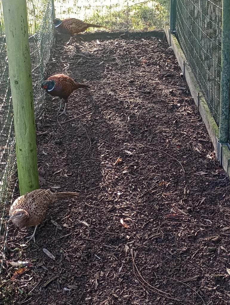 Bosfazanten, Dieren en Toebehoren, Meerdere dieren, Geringd