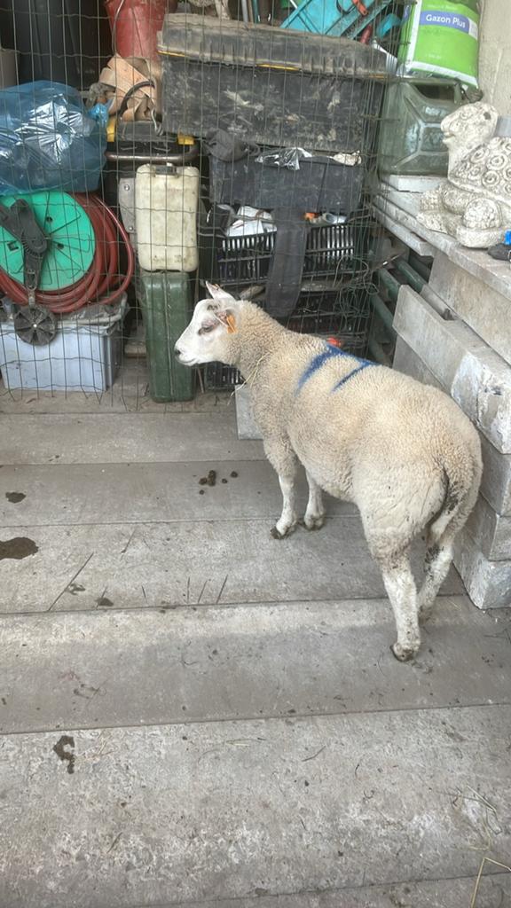 Ram schaap, Septembre, Mâle