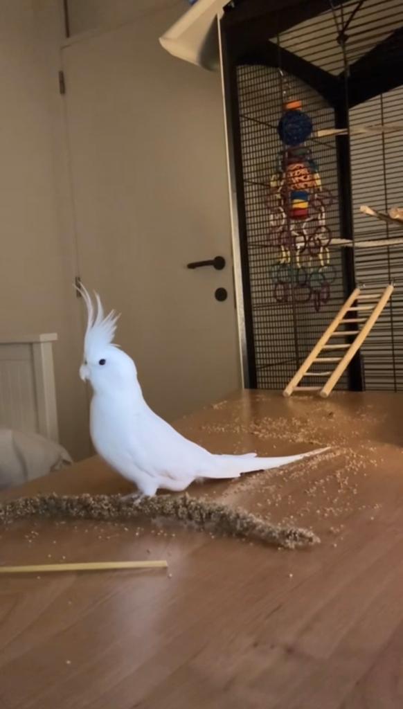 Prachtige Jonge Albino Valkparkiet + Grote Kooi en Speelgoed, Dieren en Toebehoren, Vogels | Duiven