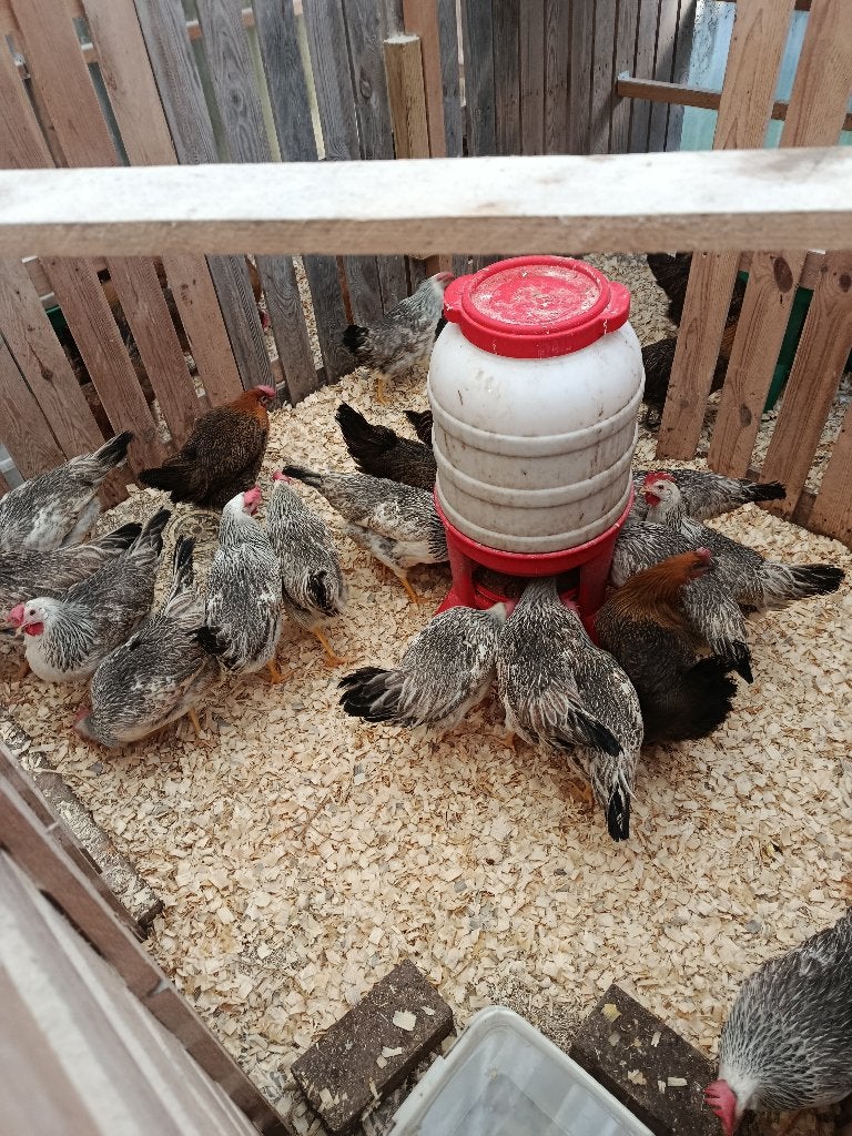 zilver en goudhoen legklaar mengen mag 5+1 gratis, Dieren en Toebehoren, Vrouwelijk, Kip