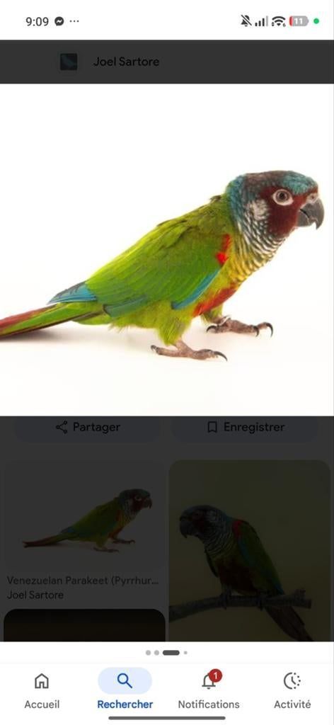 Conure Emma en cours de sevrage, Animaux & Accessoires
