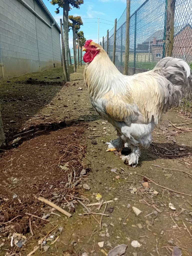 Bramha haan, Dieren en Toebehoren, Pluimvee
