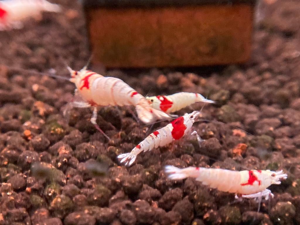 PRL, Animaux & Accessoires, Homard, Crabe ou Crevette, Poisson d'eau douce, Banc de poissons