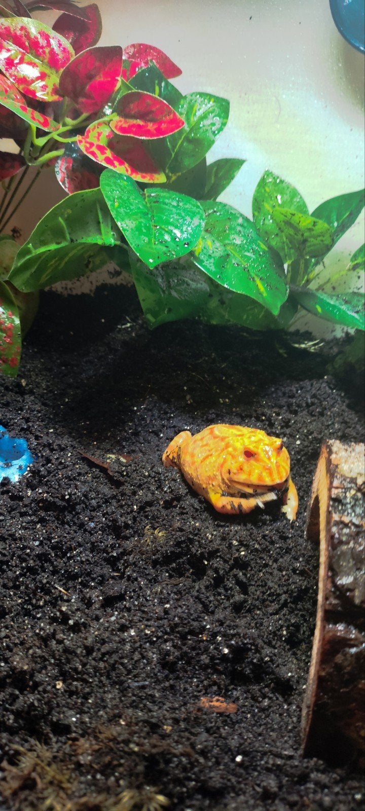 kikker pacman, Dieren en Toebehoren, Amfibie, Met terrarium, 0 tot 2 jaar