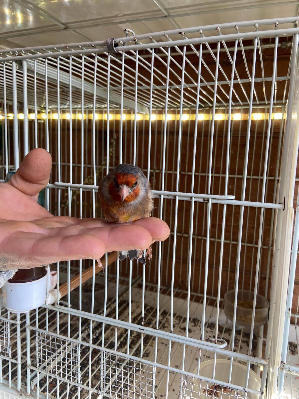 Kruiser distelvink x kanarie man, Animaux & Accessoires, Mâle, Oiseau chanteur sauvage, Bagué