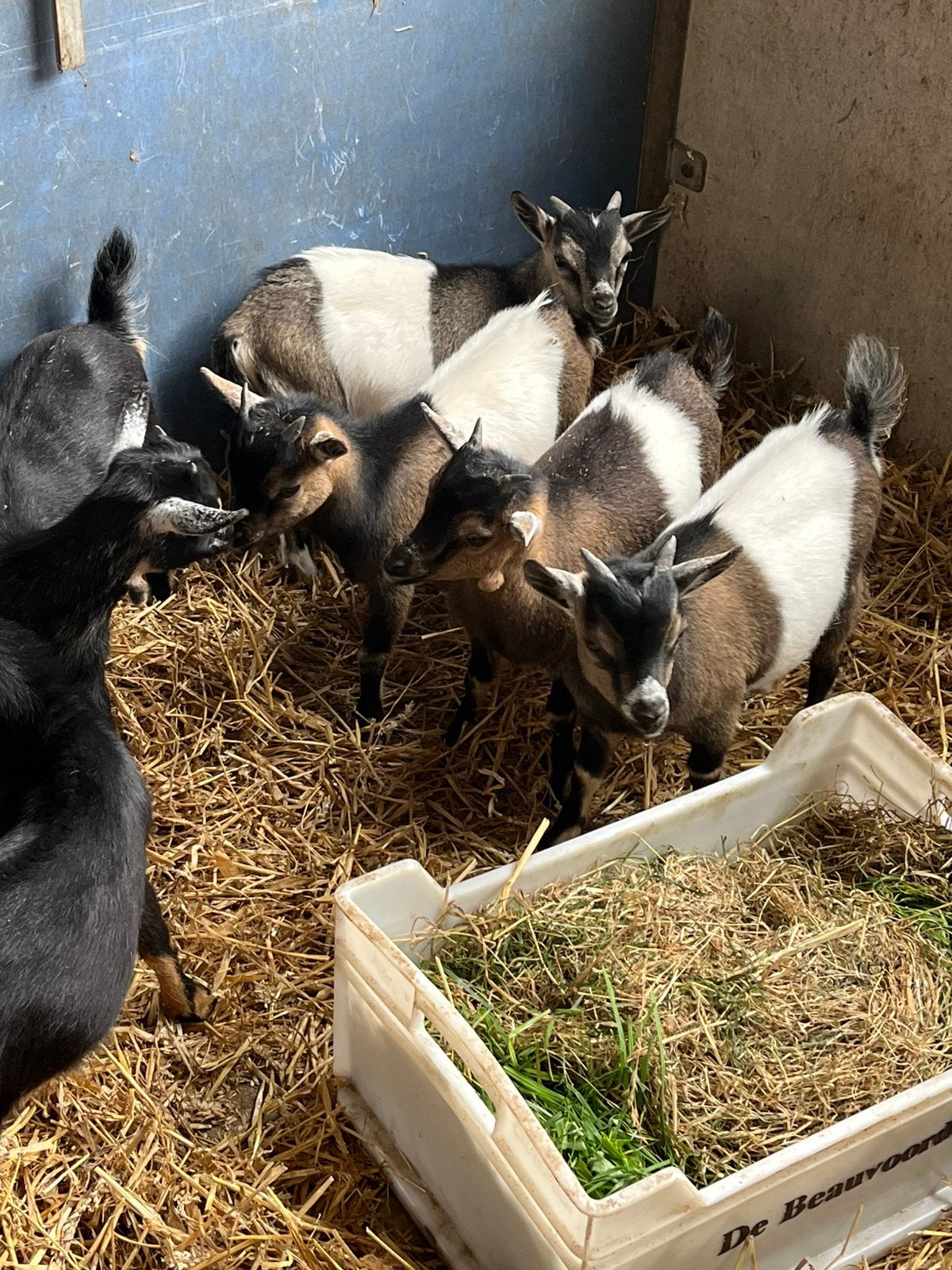 Dwerggeitjes, Dieren en Toebehoren