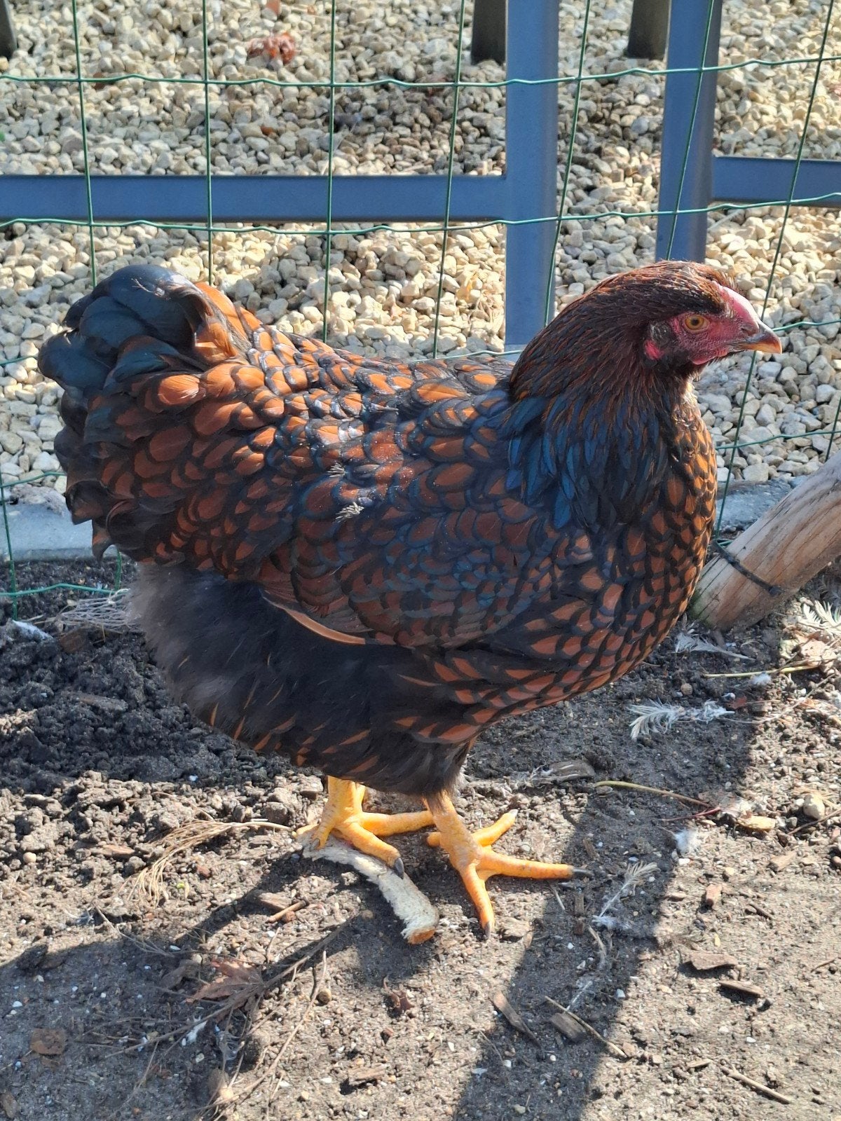 Prachtige wyandotte hen . geboren met Pasen., Dieren en Toebehoren, Pluimvee