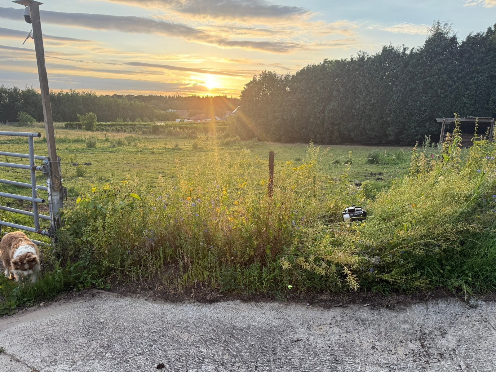 Paarden weide/ stal te huur, Mise à l'étable, 2 ou 3 chevaux ou poneys