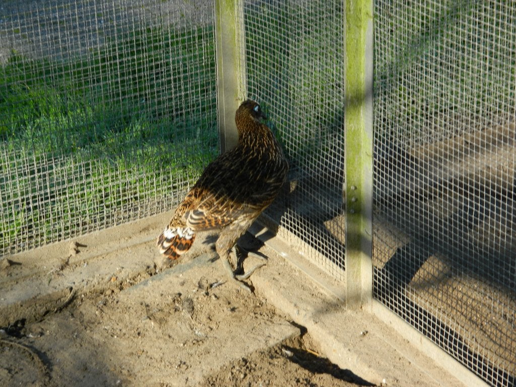 dieren toebehoren, Dieren en Toebehoren, April, Mannelijk