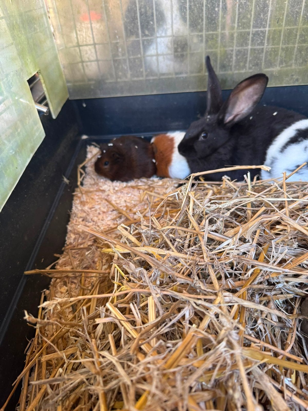 Verschillende kleuren cavia jongen, veel meisjes ook jongens, Mai, Plusieurs animaux, Cobaye