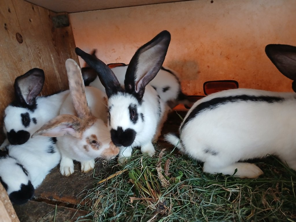 Jonge konijnen lotharinger, Plusieurs animaux, Grand, 0 à 2 ans
