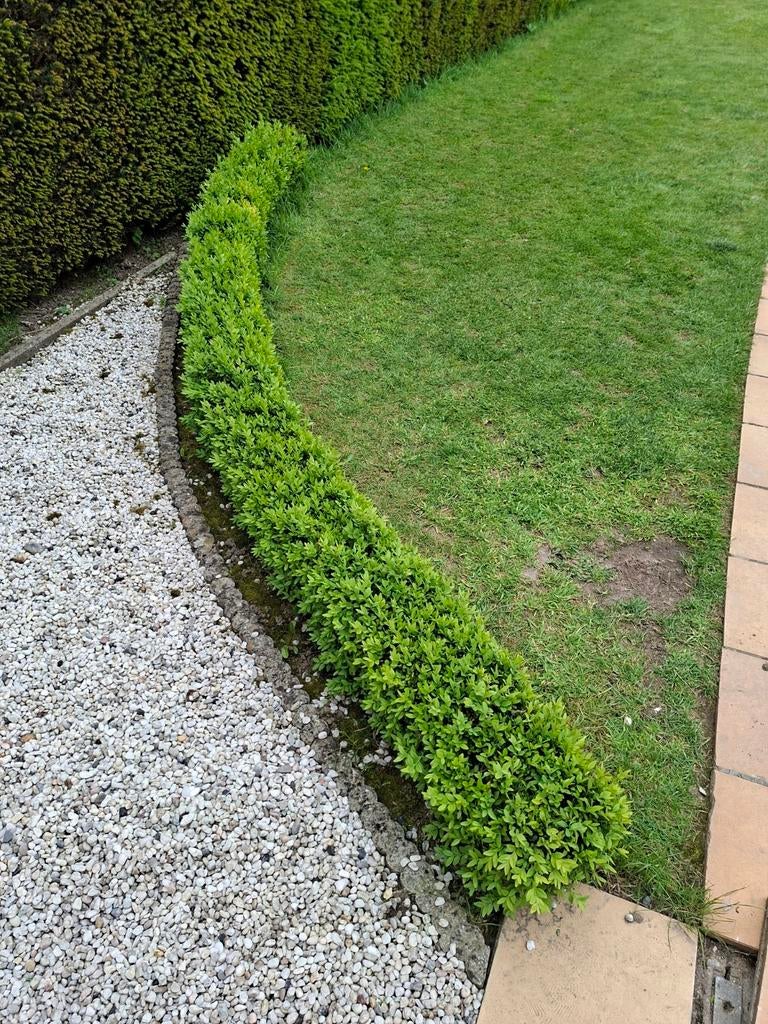 Buxus, Enlèvement