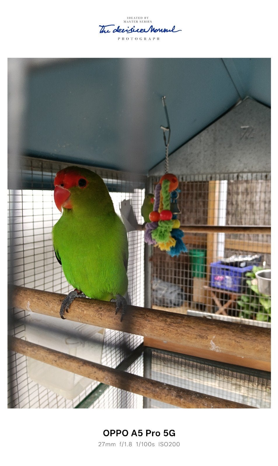 koppel taranta met volière, Dieren en Toebehoren