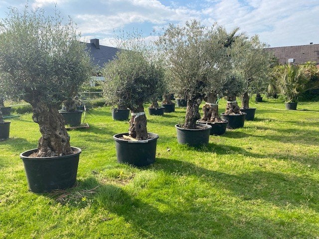 Oude Olijfbomen / Olijfboom TE KOOP, Tuin en Terras, 100 tot 250 cm, Olijfboom, Zomer, Ophalen