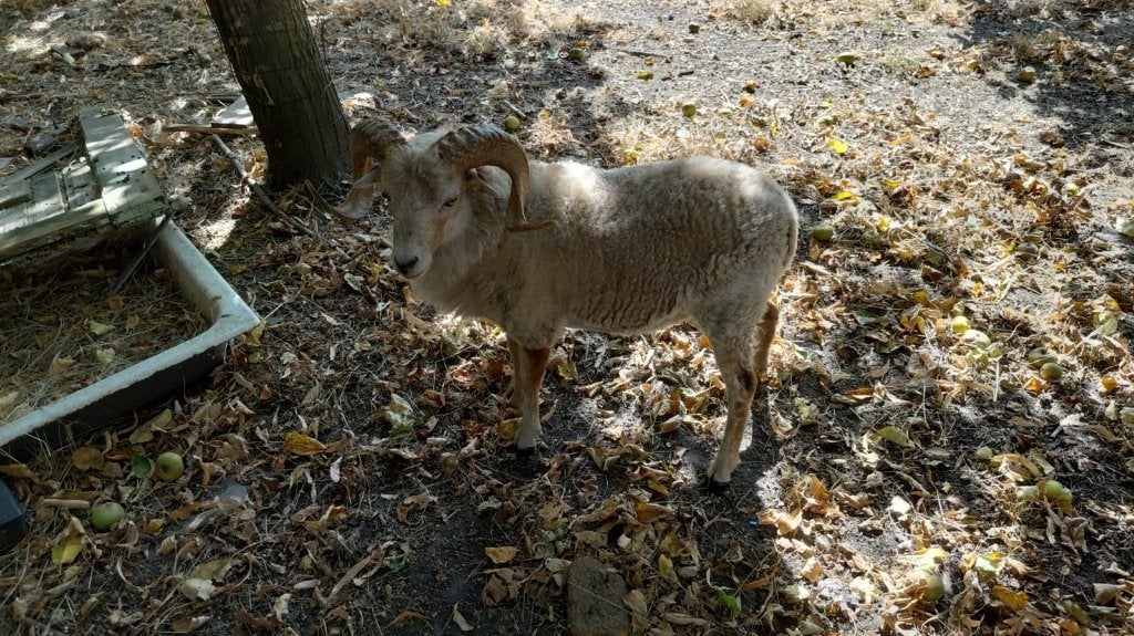 Ouessant rammen (16 maanden en 3 maanden), Mâle, Mouton, 0 à 2 ans