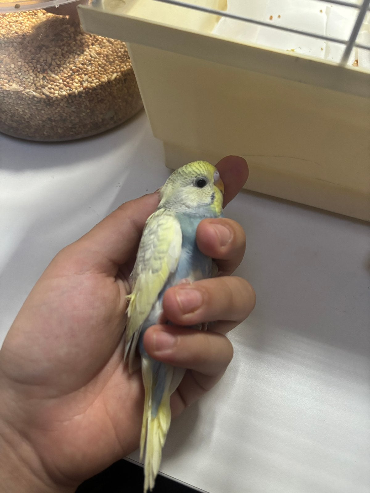 Baby grasparkiet