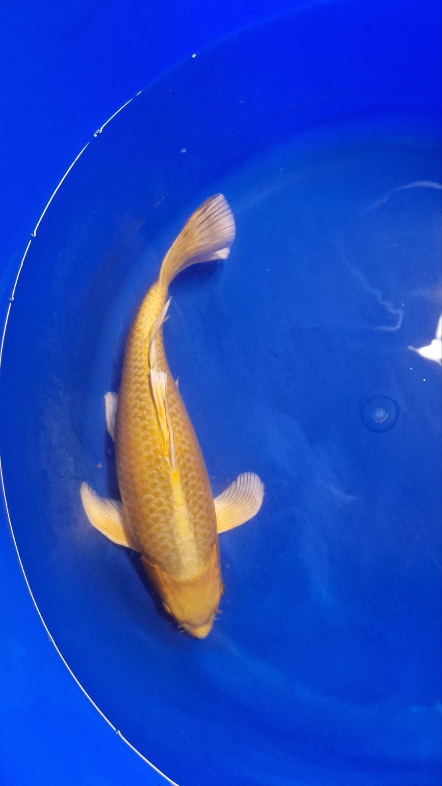 Sluier koi, Dieren en Toebehoren, Vissen | Vijvervissen