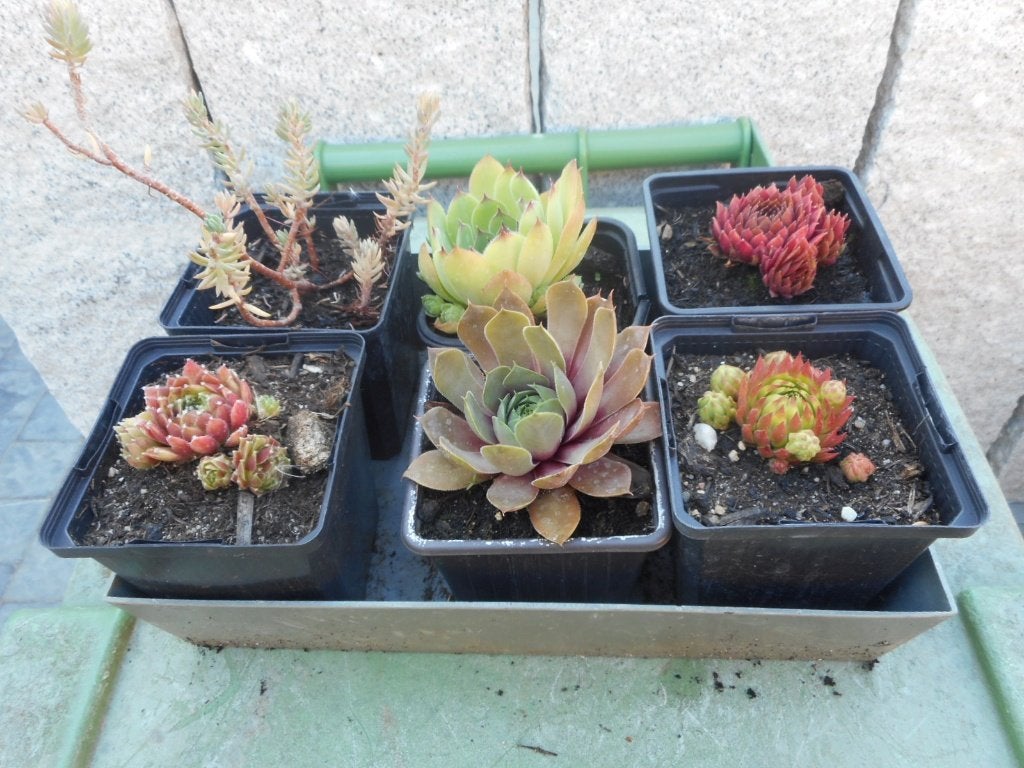 Planten, Tuin en Terras, Planten | Tuinplanten, Overige soorten, Volle zon, Vaste plant, Ophalen of Verzenden