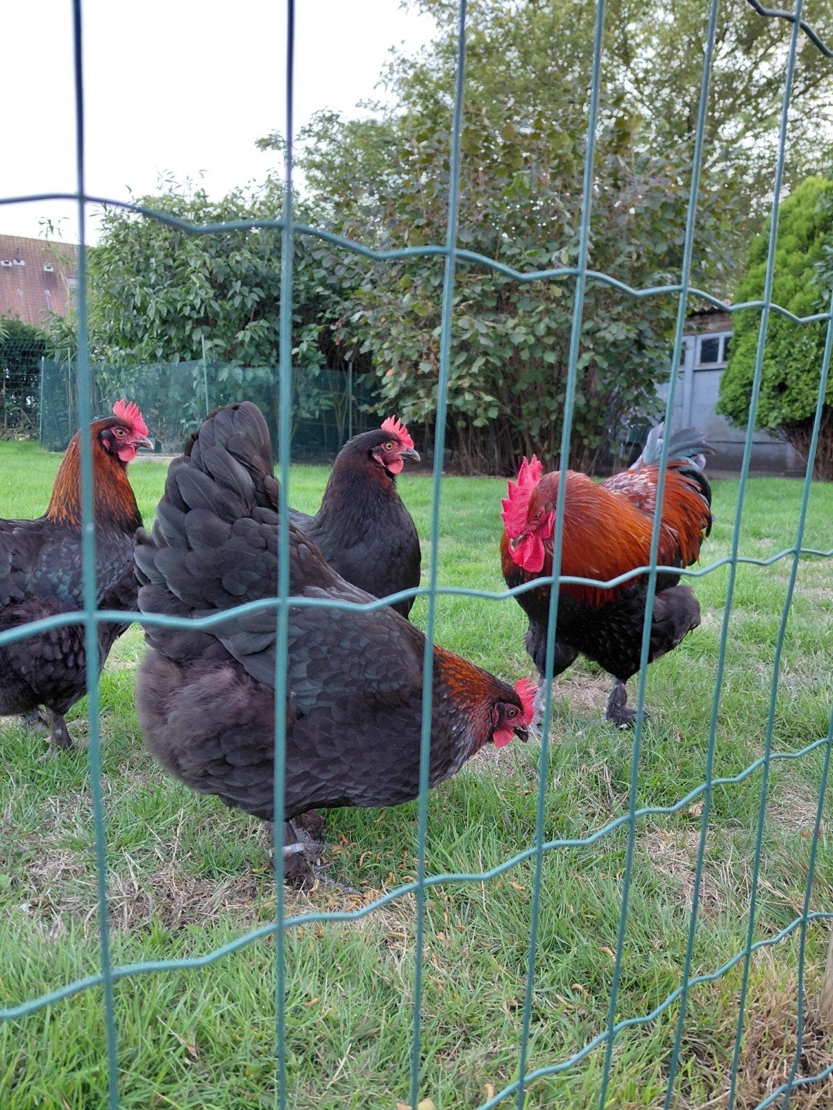 Marans kippen, Dieren en Toebehoren, Vrouwelijk, Kip