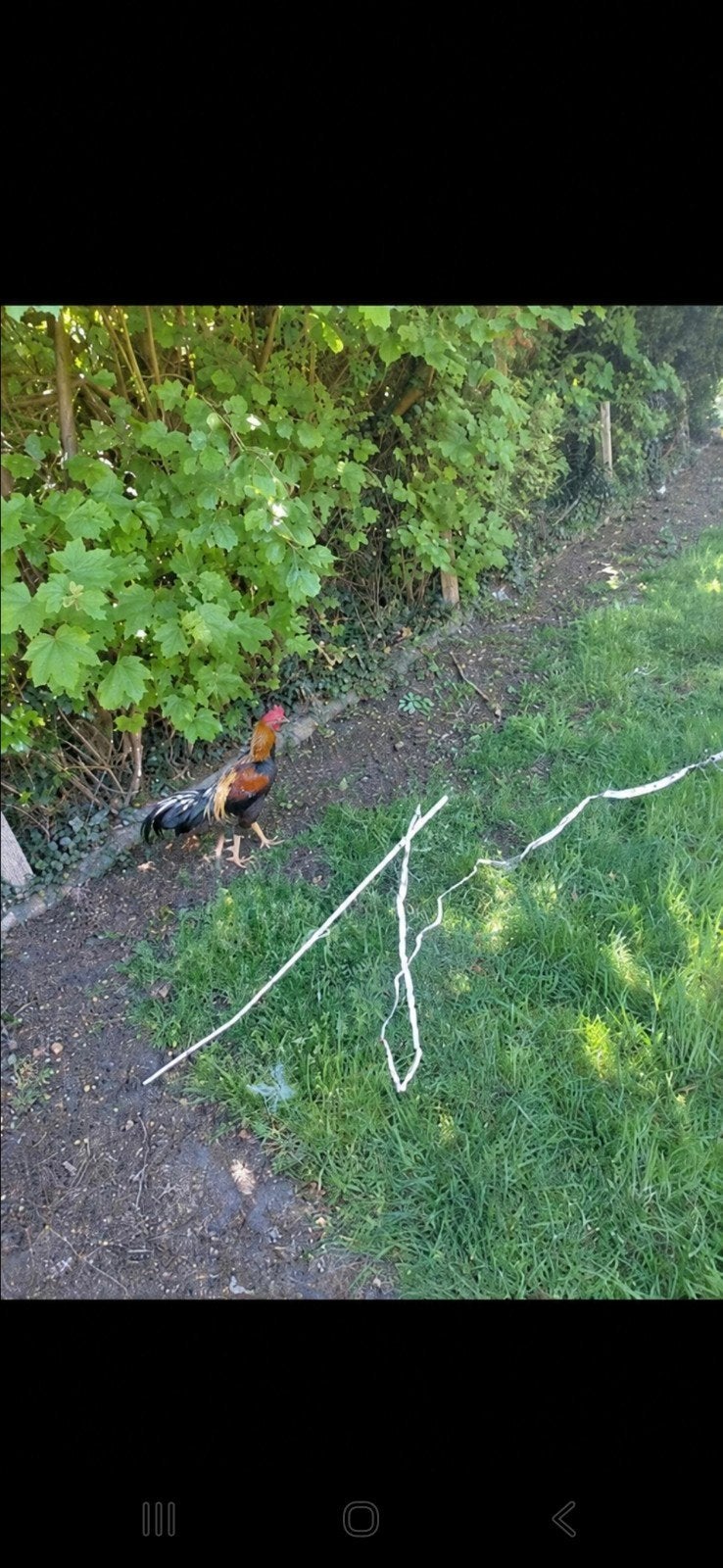 Haan, Dieren en Toebehoren, Maart, Mannelijk