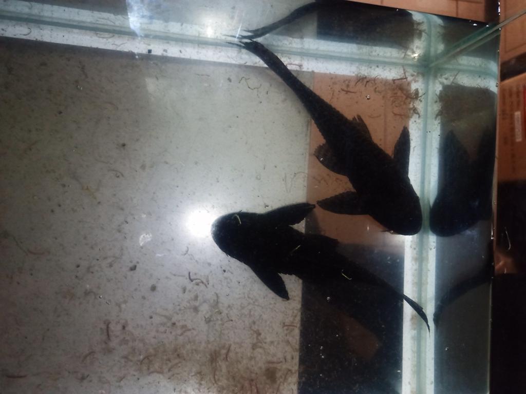 Pleco, Dieren en Toebehoren, Vissen | Aquariumvissen