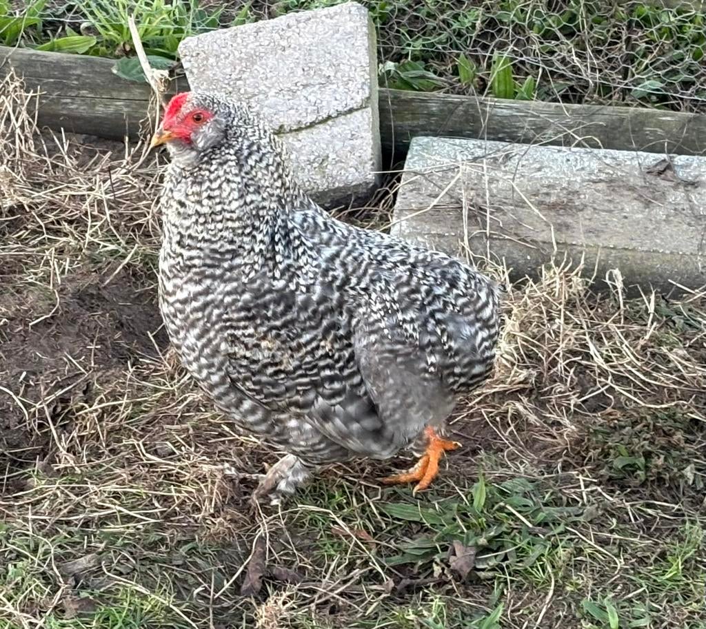 Kriel sierhaantje Cochin/Araucana koekoek kleur, Mannelijk, Kip