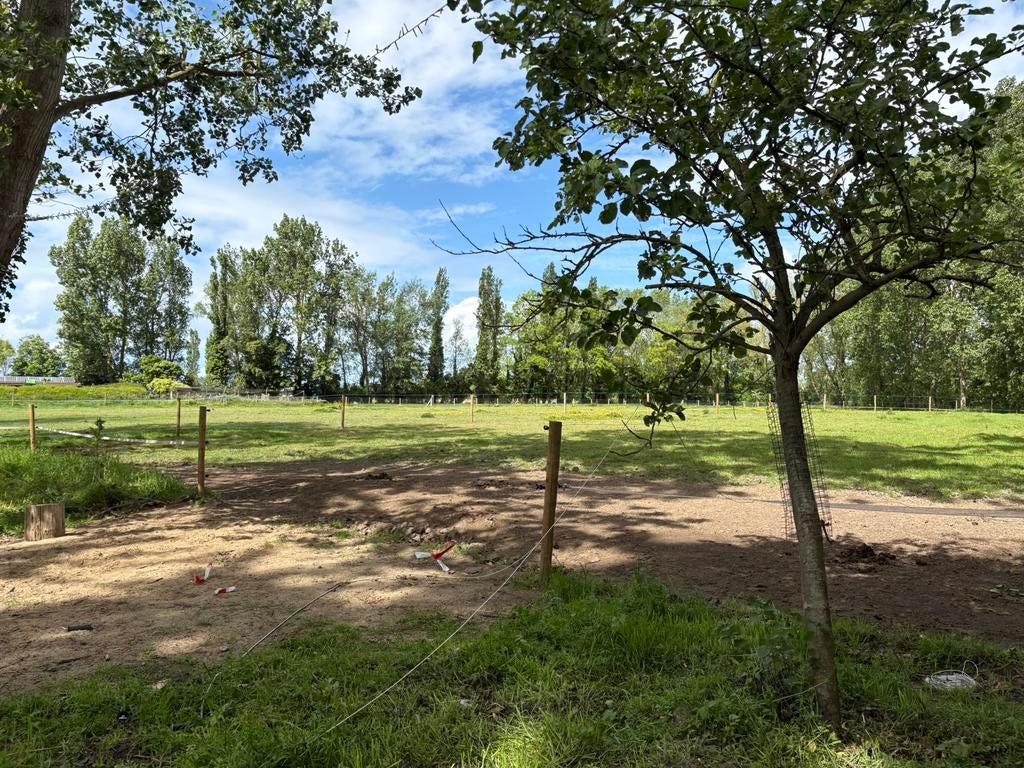 Stal te huur, Dieren en Toebehoren, Stalling en Weidegang, Weidegang