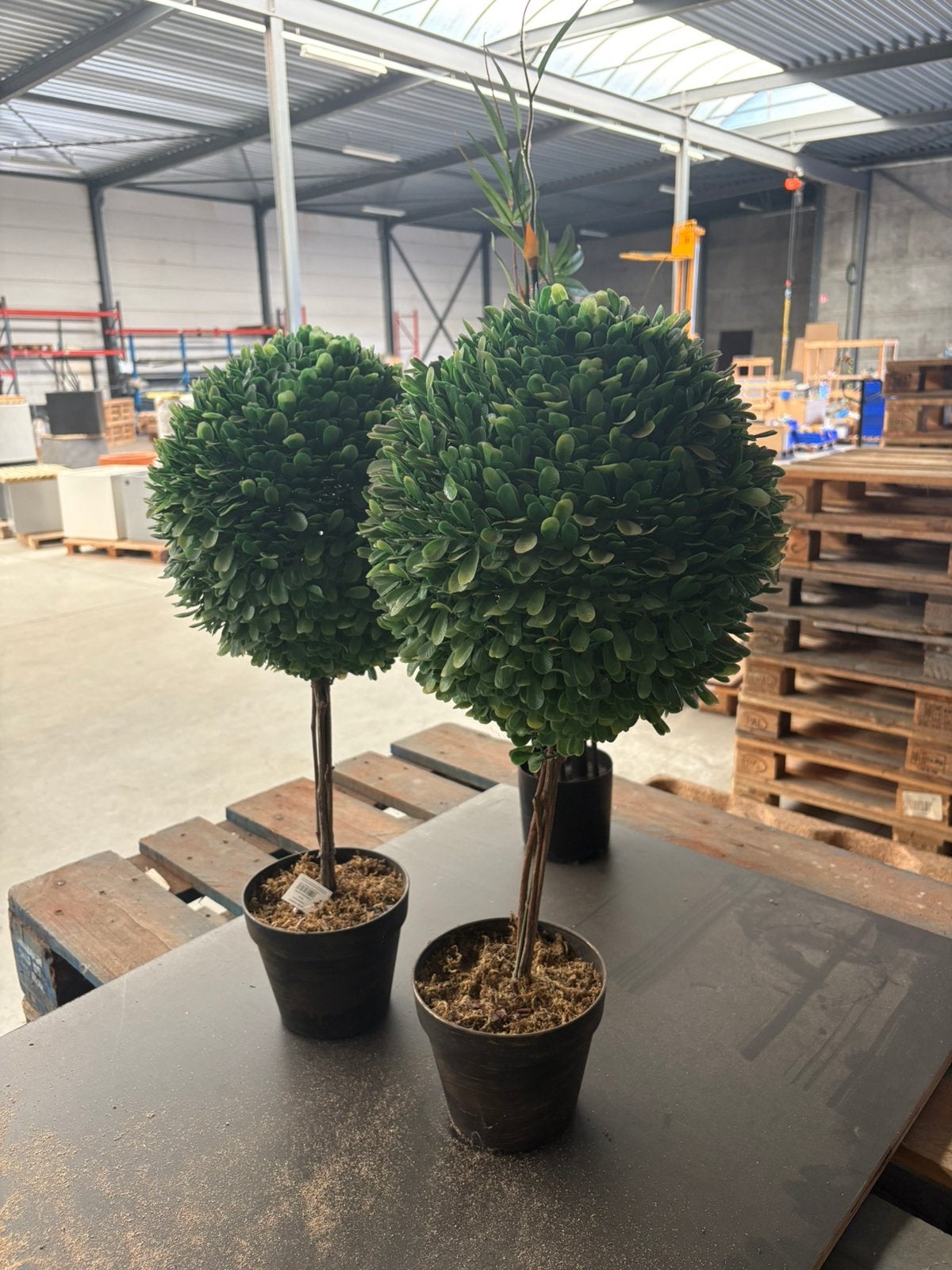 Plantes artificielles, différents modèles, Enlèvement, Neuf