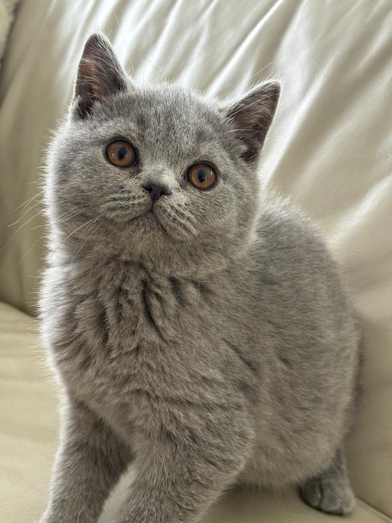 Prachtige Britse Korthaar kittens met afstammingsbewijs, Chat, Avec puce électronique, 0 à 2 ans