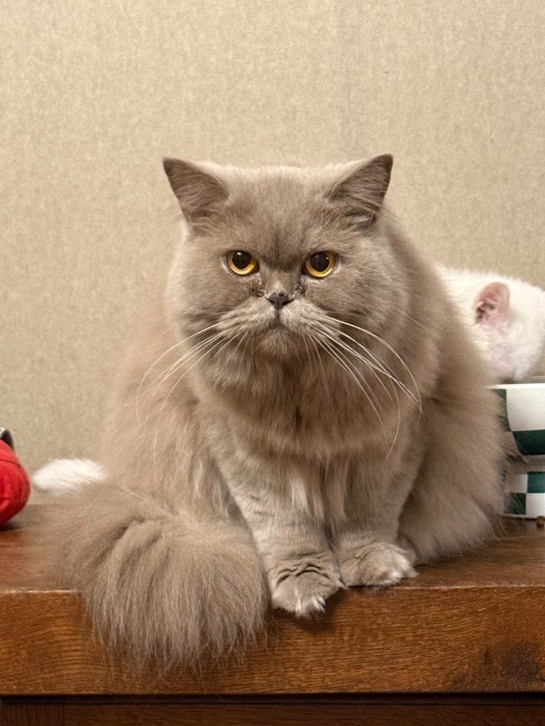 Lilac Brits (half)langhaar poesje, Animaux & Accessoires, Chatte ou Chat, Avec puce électronique, 0 à 2 ans