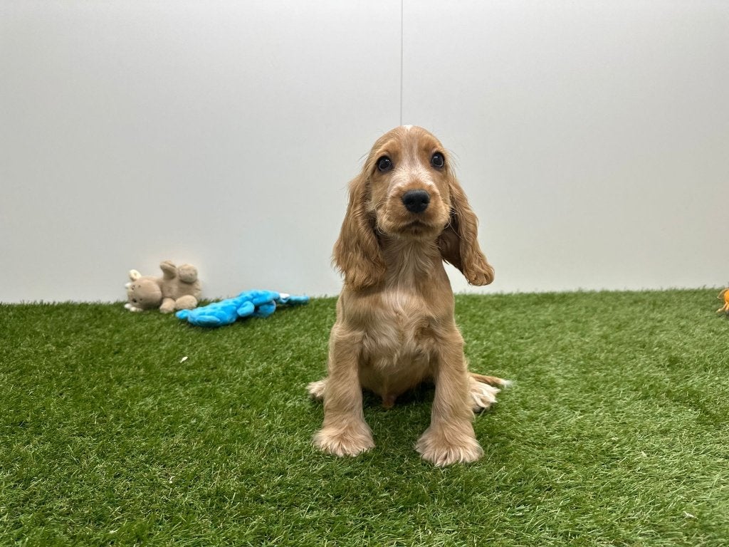Chiots Cocker Spaniel anglais, Hépatite contagieuse (maladie de Rubarth), Plusieurs, Belgique, Plusieurs animaux